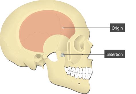 temporalis origin and insertion